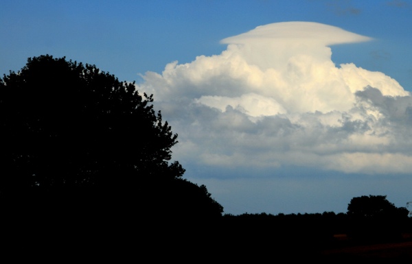 Pileus_200707_ 016.jpg